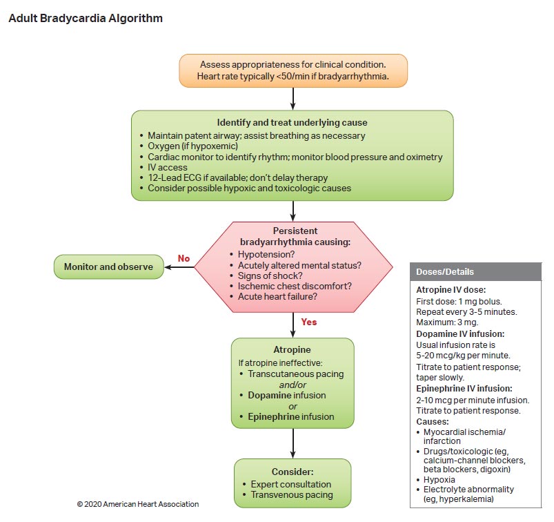 Adult Bradycardia Algorithm illustration Adult Bradycardia Algorithm