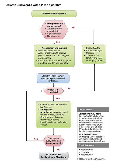 Pediatric Bradycardia With a Pulse Algorithm 200707 illustration Figure 12. Pediatric Bradycardia With a Pulse Algorithm