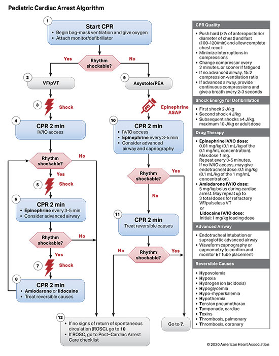 Pediatric Cardiac Arrest Algorithm 200707 illustration Pediatric Cardiac Arrest Algorithm