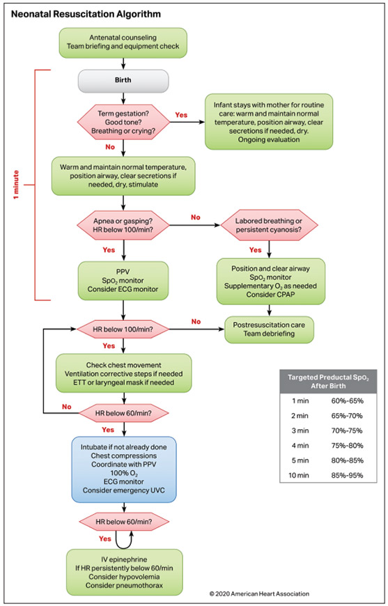 Neonatal Resuscitation Algorithm illustration Neonatal Resuscitation Algorithm